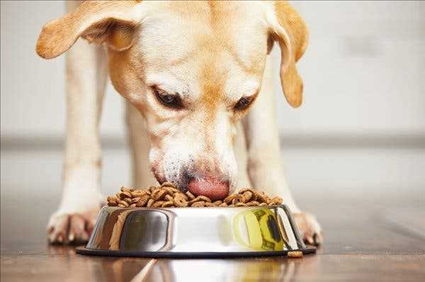 F.D.A. Links 16 Brands of Dog Food to Canine Heart Disease